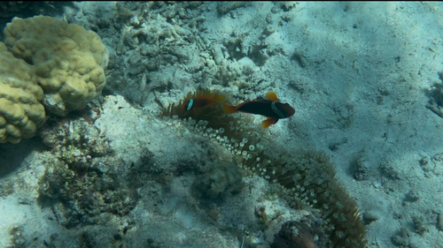 Amphiprion frenatus