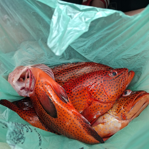 Cephalopholis taeniops