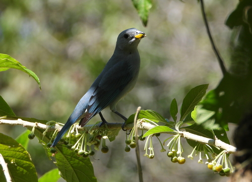 Sayaca Tanager