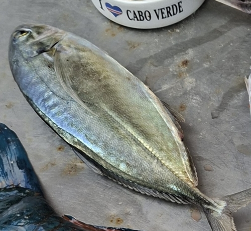 Caranx crysos