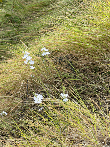 Buchnera tomentosa (Buchnera tomentosa)