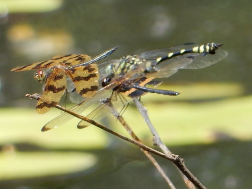 Common Picture Wing photo 3
