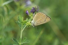 Polyommatus humedasae