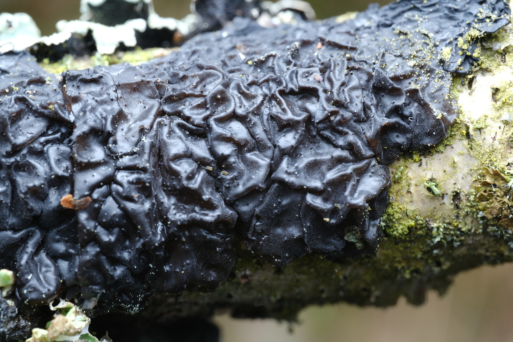 Exidia nigricans · April 2026 · photo: © alexis_orion (iNaturalist, cc-by)