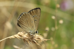 Polyommatus humedasae