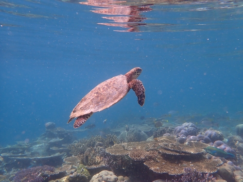 Eretmochelys imbricata
