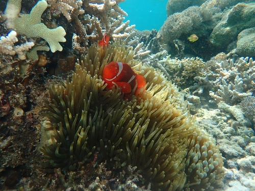 Amphiprion biaculeatus