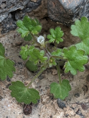 Phacelia rotundifolia