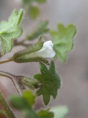 Phacelia rotundifolia