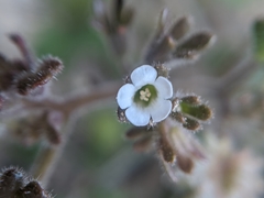 Phacelia rotundifolia