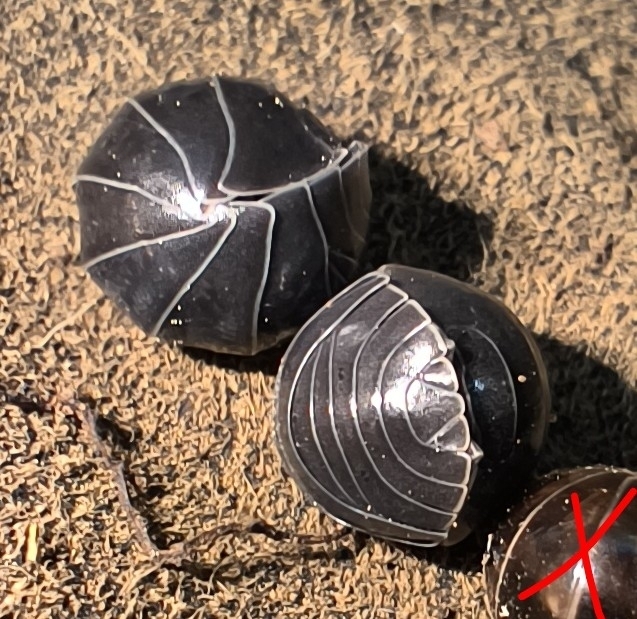 Armadillidium ficalbii
