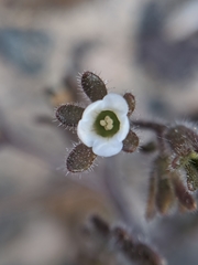 Phacelia rotundifolia