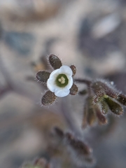 Phacelia rotundifolia