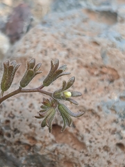 Phacelia rotundifolia