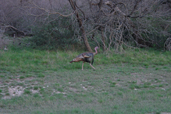 Meleagris gallopavo intermedia