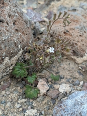 Phacelia rotundifolia