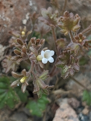 Phacelia rotundifolia
