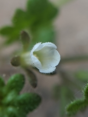 Phacelia rotundifolia