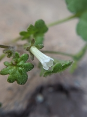Phacelia rotundifolia