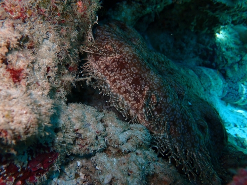 Eucrossorhinus dasypogon