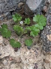 Phacelia rotundifolia