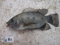 Oreochromis urolepis