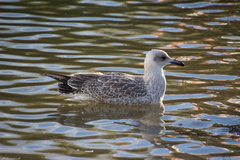Larus fuscus
