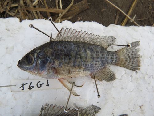 Blue-spotted Tilapia