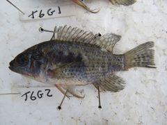 Oreochromis leucostictus