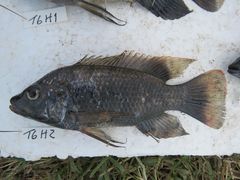 Oreochromis urolepis