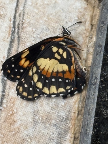 Bordered Patch