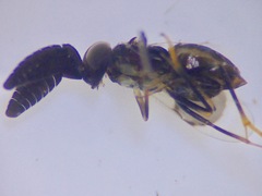 Cryptanusia aureiscutellum