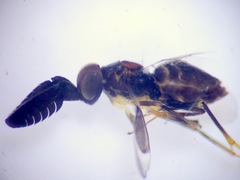 Cryptanusia aureiscutellum
