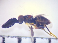 Cryptanusia aureiscutellum
