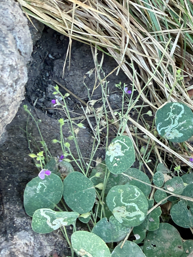 Christia obcordata, photograph 1