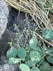 Christia obcordata