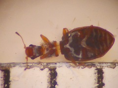 Latridiinae