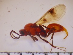 Fustiserphus longiceps