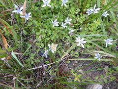 Lobelia pedunculata