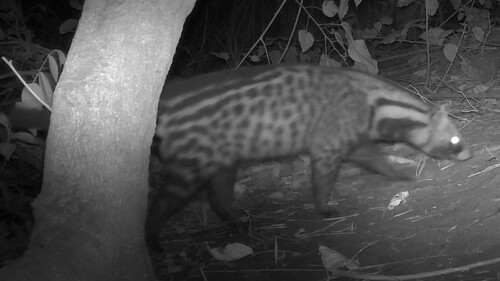 West African Civet