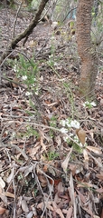 Epacris pulchella