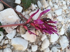 Astragalus monspessulanus monspessulanus