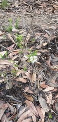 Epacris pulchella