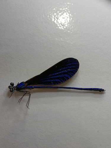 Nila Flashwing