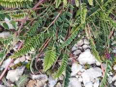 Astragalus monspessulanus monspessulanus