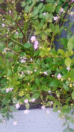Philippine spinach