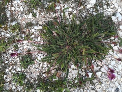 Astragalus monspessulanus monspessulanus