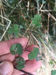 Zapyrastra calliphana