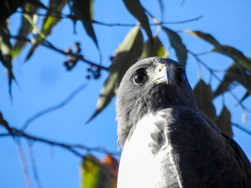 White-tailed Hawk