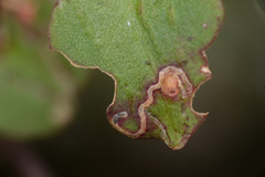 Zapyrastra calliphana